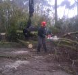 Basse bomen rooien