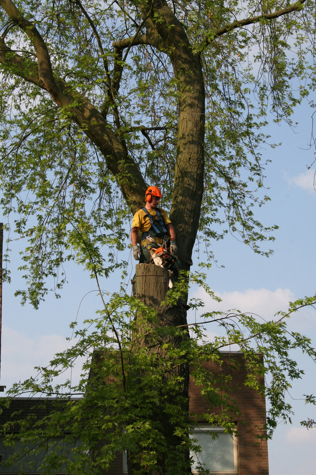 Keramische Tegels: bomen rooien Boxtel
